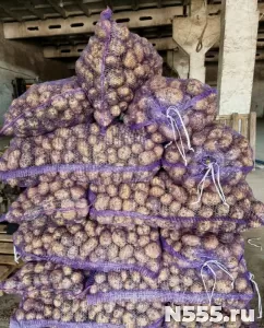 Продажа оптовых партий овощных культур из Алтайского края