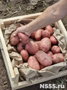 Быстрая доставка капусты, картошки, свеклы моркови по Алтаю фото